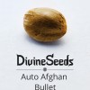 Auto Afghan Bullet фото