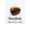 семена марихуаны Afghanistan Lights