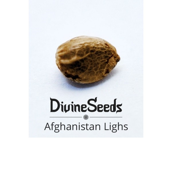 Семена конопли Afghanistan Light — купить в интернет магазине