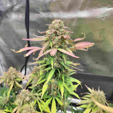 Auto Banana Blaze