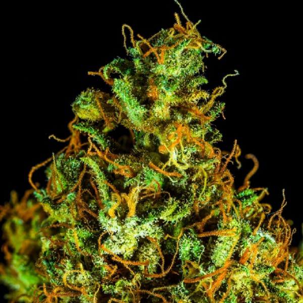 Семена конопли Auto Daiquiri Lime купить в Украине