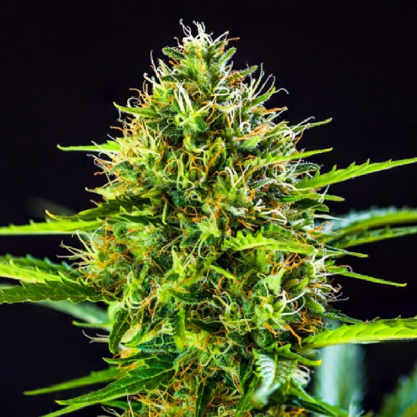 Семена конопли Auto Daiquiri Lime купить в Украине