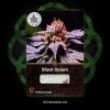 Семена конопли Black Opium