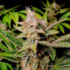 семена конопли Cherry Cola Auto фото