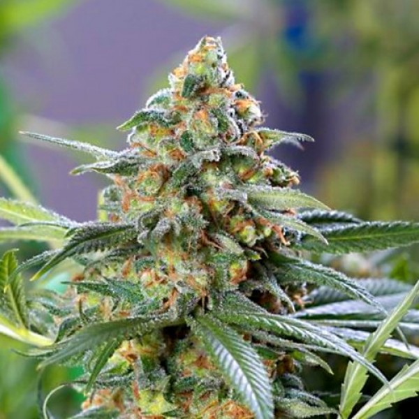 Семена марихуаны красноярск купить сайты браузера тор hydra2web