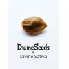Divine Sativa фото