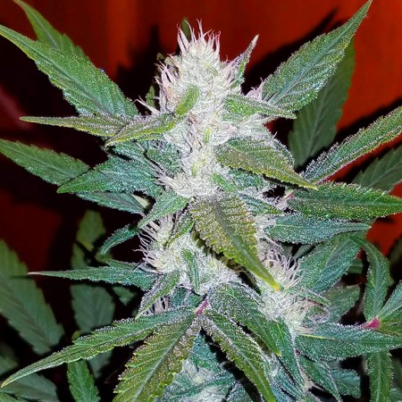 Auto Girl Scout Cookies фото
