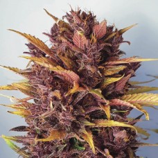 семена голландской марихуаны