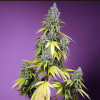 семена конопли Jet Fuel Mandarine XL Auto фото