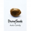 семена марихуаны Auto Candy