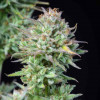 Семена конопли Kosher Cake Auto