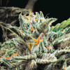 семена конопли Auto OG Indica фото