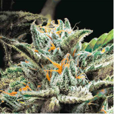 Auto OG Indica