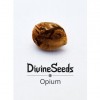 Семена конопли Opium