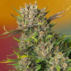 семена конопли Papaya Zoap Auto фото