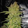 семена конопли Papaya Cookies Auto фото