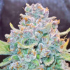 Семена конопли Papaya Cookies Auto