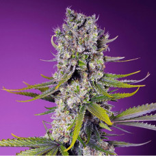 Papaya Zoap F1 Fast Version