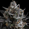 Семена конопли Pound Cake Auto