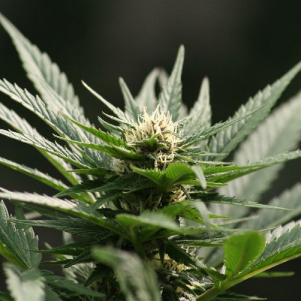 семена марихуаны в запорожье