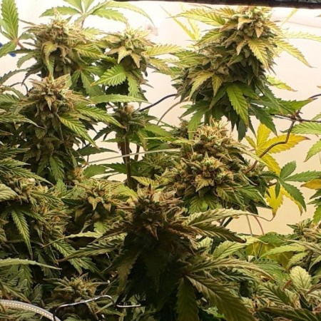 Как купить семена марихуаны форум на украине легализовали марихуану