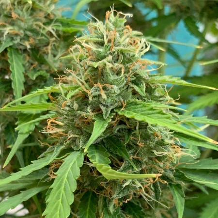 Удобрения для марихуаны как отличить растения конопли