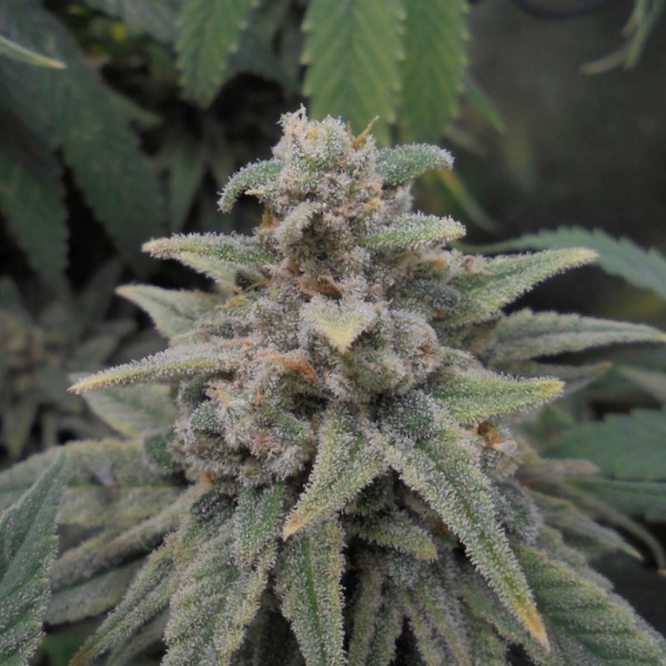 Семена марихуаны индики Critical Kush