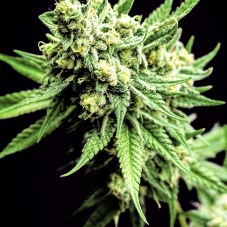 семена марихуаны сатива