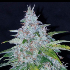 Six Shooter Auto
