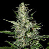 Super Critical Auto