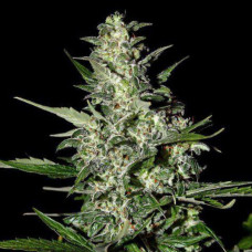 Super Critical Auto