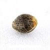 семена конопли Black Domina фото
